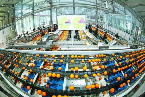 赣南脐橙 从红土地走向世界的“黄金果”
