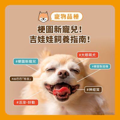 宠友科技 吉娃娃——梗图新宠儿！饲养指南与常见健康问题解析